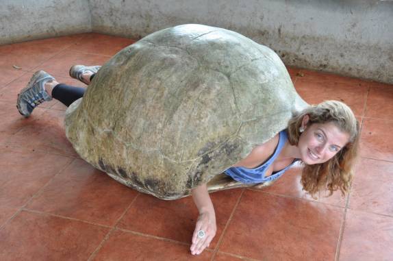 A mais bela das tartarugas gigantes em foto tradicional na Ilha de Santa Cruz, em Galápagos